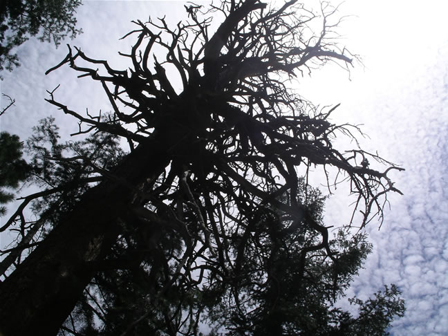 images/Hiking North Rim- Widforss Trail (12).jpg